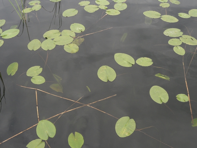 Nad wodą zieloną.JPG