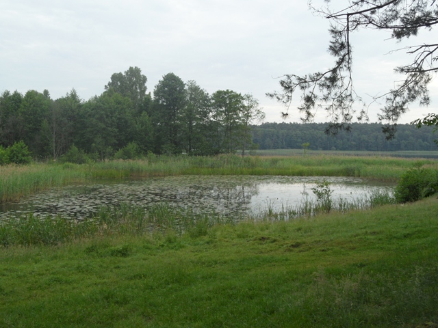 Dzikość natury.JPG