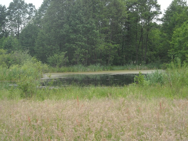 Ukwiecona łąka.JPG